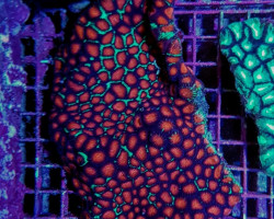 Favites Spp. (Red) Xs