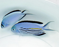 Genicanthus Watanabei (Coppia) L