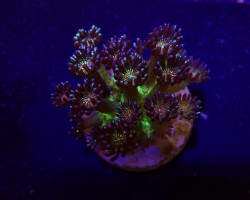 Goniopora Spp. (Red Face Glitter) (Frag) M