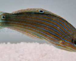 Halichoeres Melanurus S