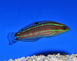 Halichoeres Ornatissimus M