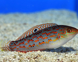 Halichoeres Timorensis M