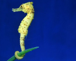 Hippocampus Kuda (Yellow) - Allevato Europa  M