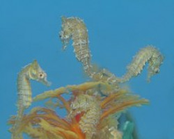 Hippocampus Zosterae M