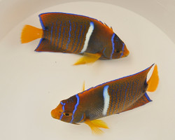 Holacanthus Passer M