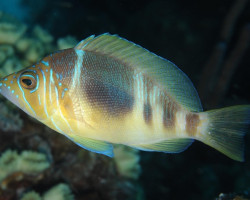 Hypoplectrus Puella M