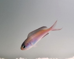 Lepidozygus Tapeinosoma M