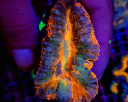 Lobophyllia Spp. (Rainbow) L
