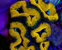 Lobophyllia Spp. (Splitcolor) (Premium) Xxl