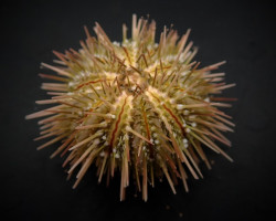 Lytechinus Variegatus - Allevato Europa M