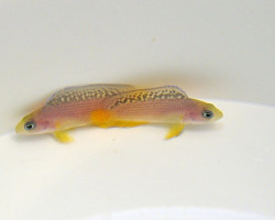 Manonichthys Splendens - Allevato Europa M