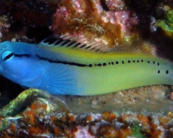 Meiacanthus Nigrolineatus (Red Sea) M