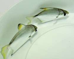 Monodactylus Argenteus M