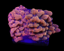 Montipora Danae (Jf Altered Ego) (Frag) M