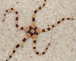 Ophiolepis Superba M