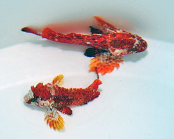 Paracentropogon Zonatus M