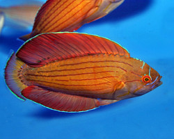 Paracheilinus Octotaenia M