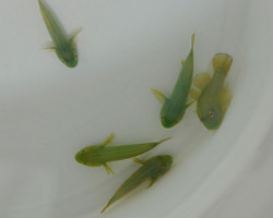 Paragobiodon Xanthosomus S