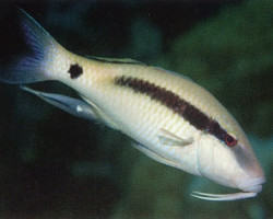 Parupeneus Macronemus S