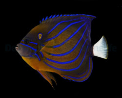 Pomacanthus Annularis (Adult) S