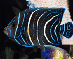 Pomacanthus Semicirculatus Xl