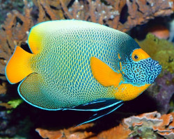 Pomacanthus Xanthometopon S