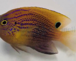 Pomacentrus Vaiuli M