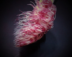 Protula Bispiralis (Red-White) Ml