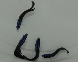 Pseudochromis Springeri -  Allevato Europa  M