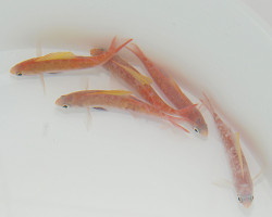 Rabaulichthys Stigmaticus M