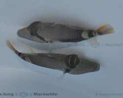 Rhinecanthus Verrucosus Ml