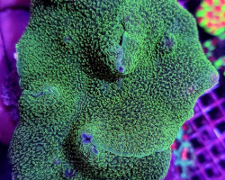 Rhodactis Mussoides Grade A M