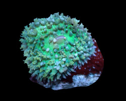 Rhodactis Osculifera (Green) (1 Ear)