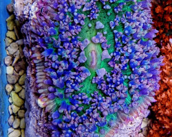 Rhodactis Osculifera (Ultra) (1 Ear)