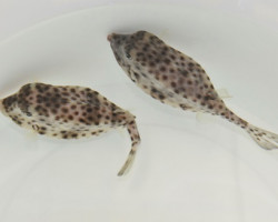 Rhynchostracion Nasus S