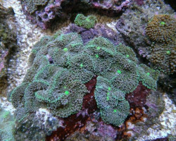 Ricordea Florida (Green-Blue) Xxl