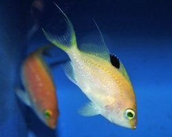 Sacura Margaritacae (Femmina) S