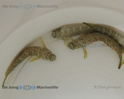 Salarias Fasciatus Ml