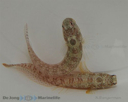 Salarias Guttatus M