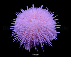 Salmacis Spp. (Pink Lady) M