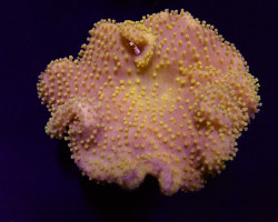 Sarcophyton Spp. (Yellow) (Fiji-Tonga) Ml