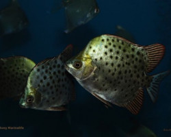 Scatophagus Argus S