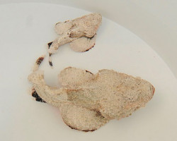 Scorpaenopsis Diabolus M