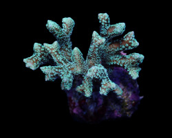 Seriatopora Guttatus (Green) Xs