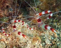 Stenopus Hispidus (Coppia)