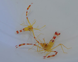 Stenopus Scutellatus (Pair) Ml