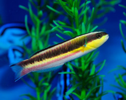 Thalassoma Lucasanum (Femmina) M