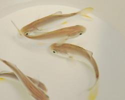 Trachinotus Carolinus - Allevato Europa M