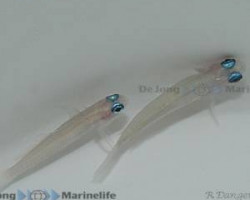 Tryssogobius Colini S