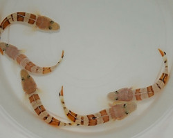 Valenciennea Wardii (Coppia)